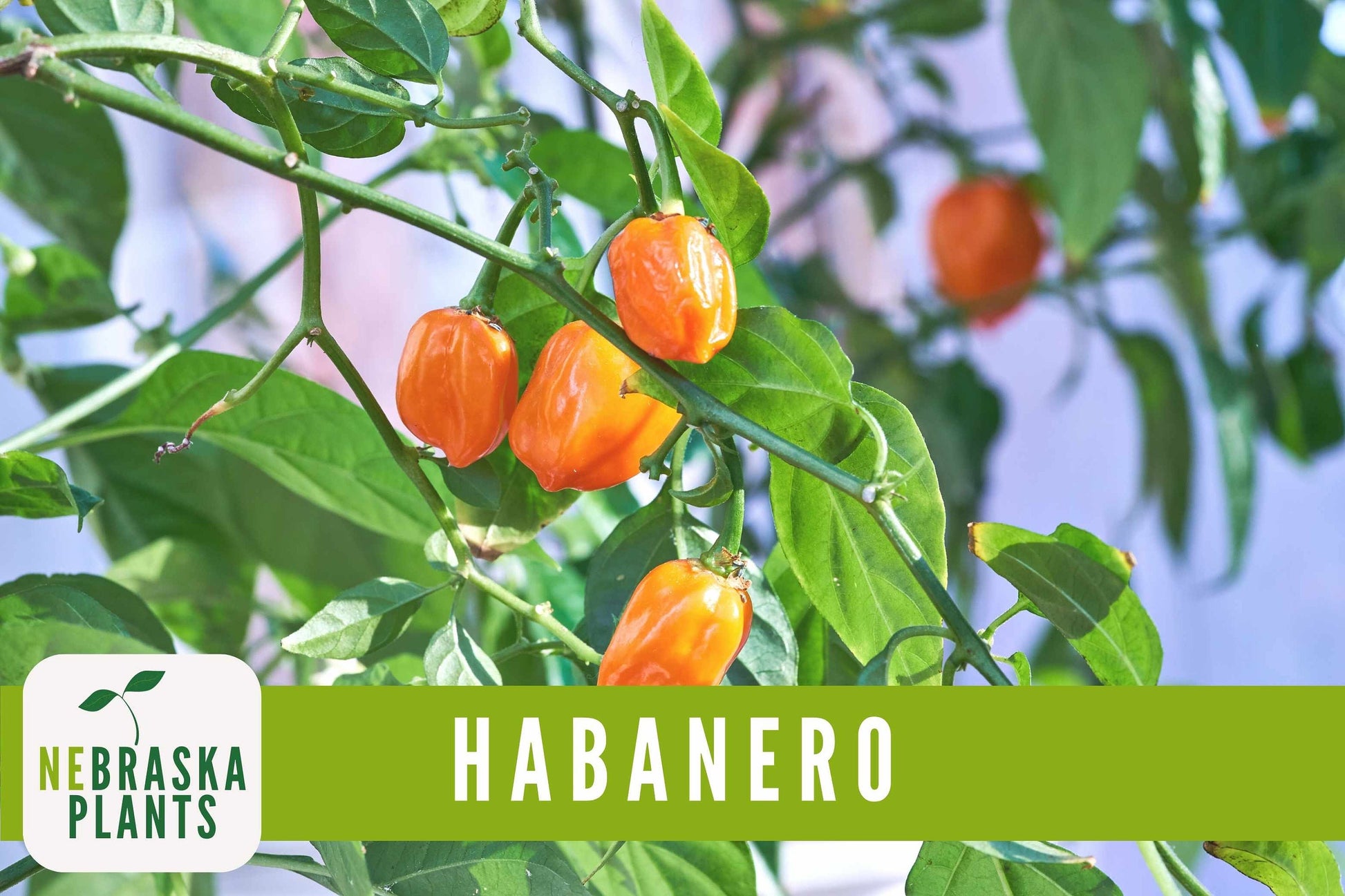 Orange Habanero Heirloom Seeds - Nebraska Seeds