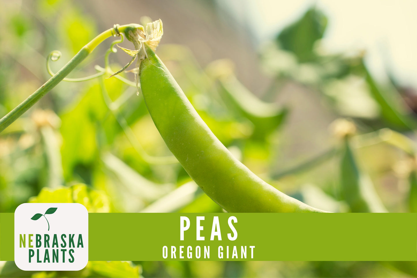 Oregon Giant Heirloom Pea Seeds - Nebraska Seeds