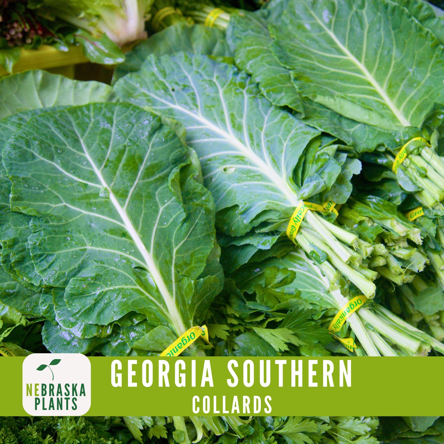 Georgia Southern Collard Seeds - Nebraska Seeds