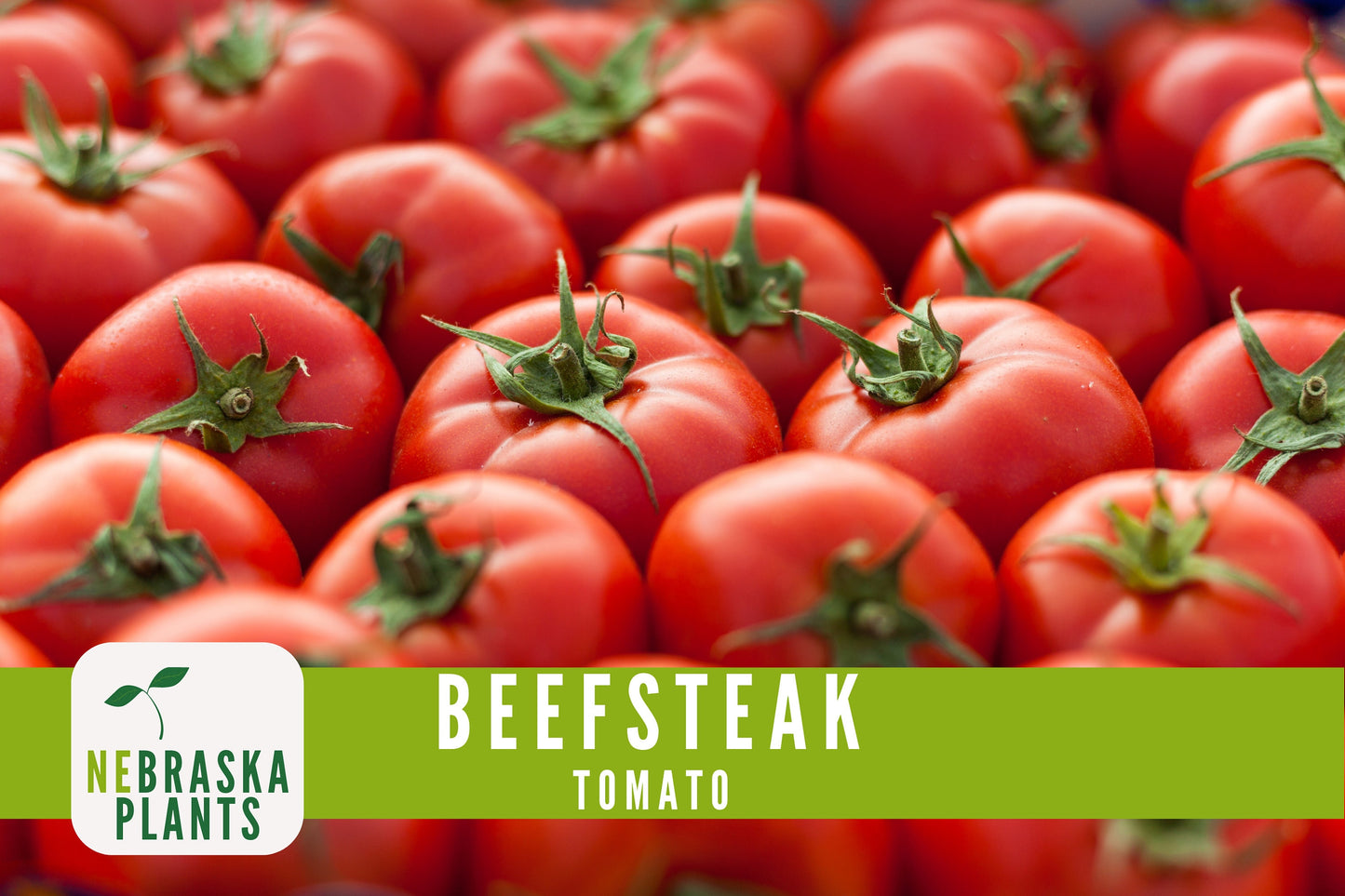 Beefsteak Tomato Seeds - Nebraska Seeds