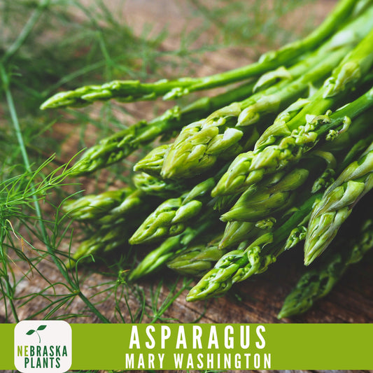 Mary Washington Asparagus Seeds - Nebraska Seeds