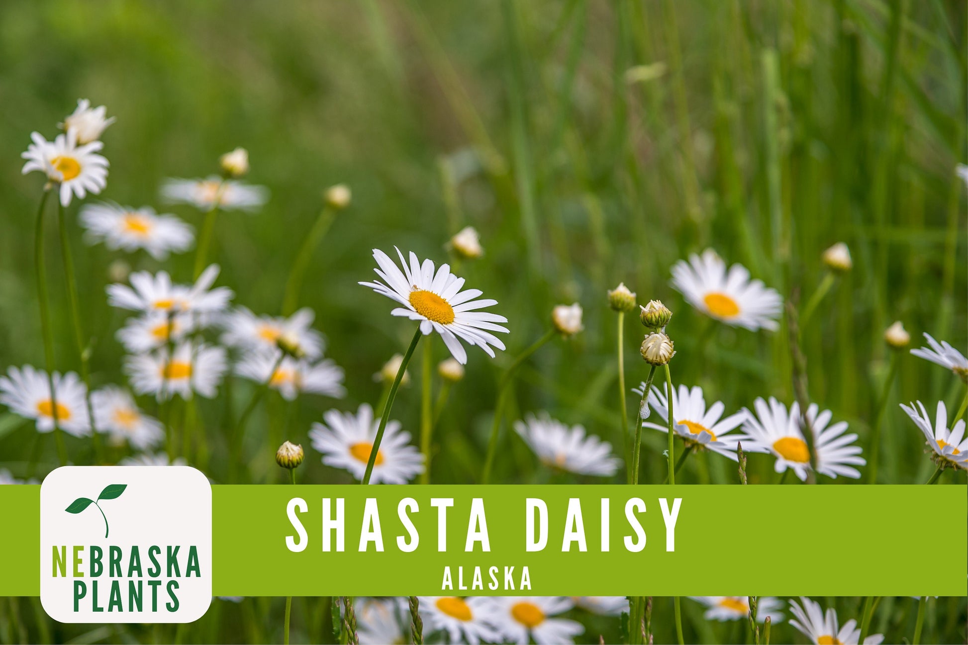 Shasta Daisy Seeds - Alaska Shasta Daisy Heirloom Flower Seeds - Nebraska Seeds