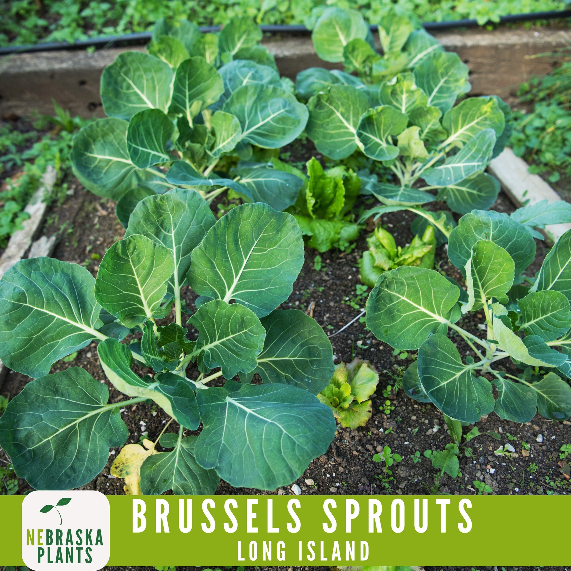 Long Island Brussels Sprouts Seeds - Nebraska Seeds