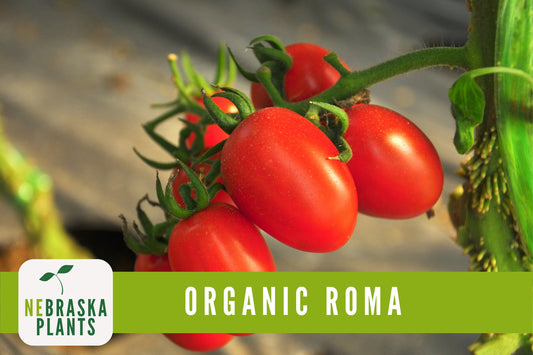 Organic Heirloom Roma Tomato Seeds - Nebraska Seeds