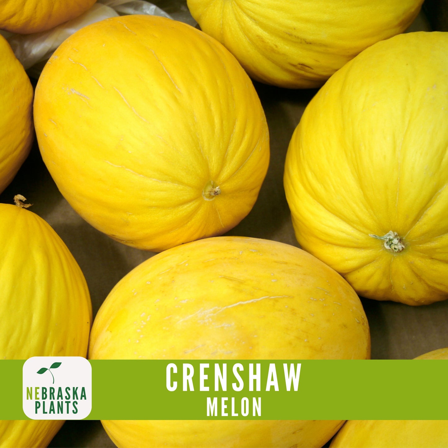 Crenshaw Melon Seeds - Nebraska Seeds