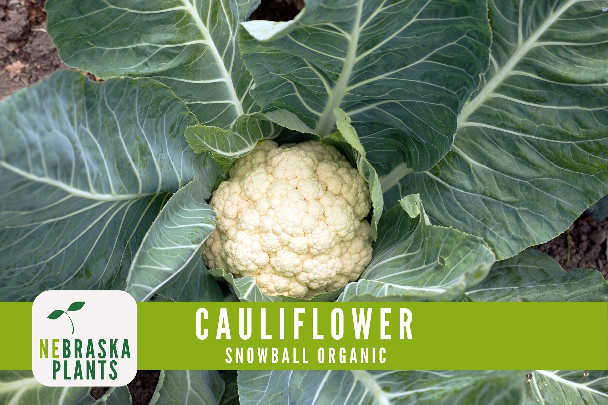 Organic Snowball Cauliflower Seeds - Nebraska Seeds