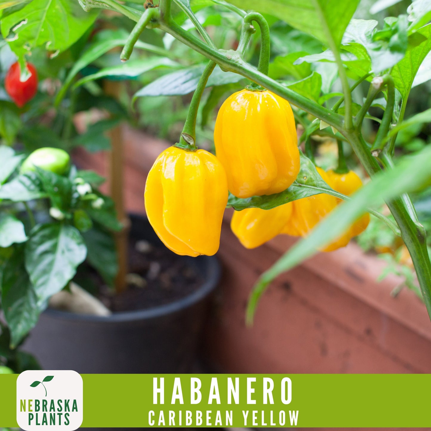 Caribbean Yellow Habanero Seeds - Nebraska Seeds