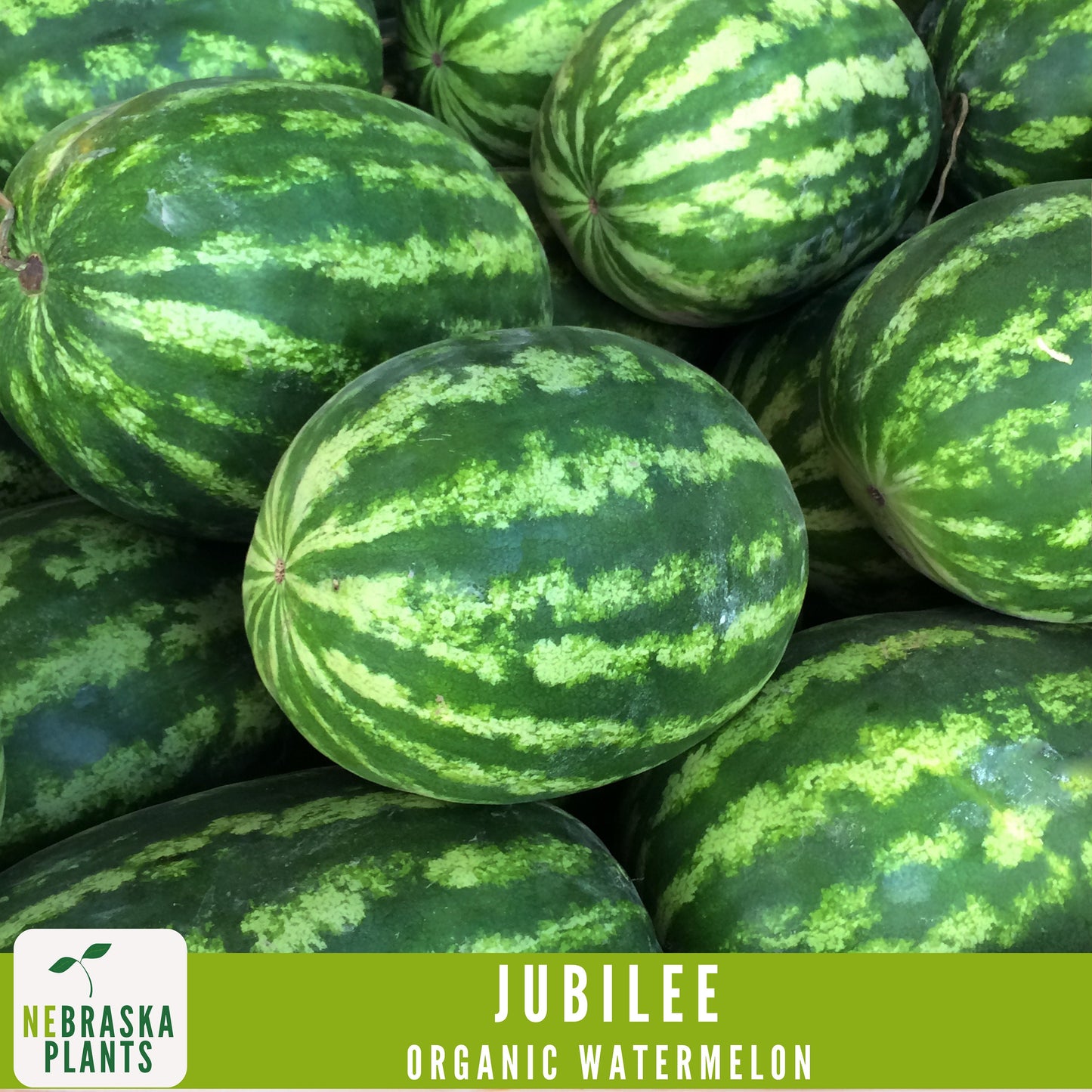 Organic Jubilee Heirloom Watermelon Seeds - Nebraska Seeds