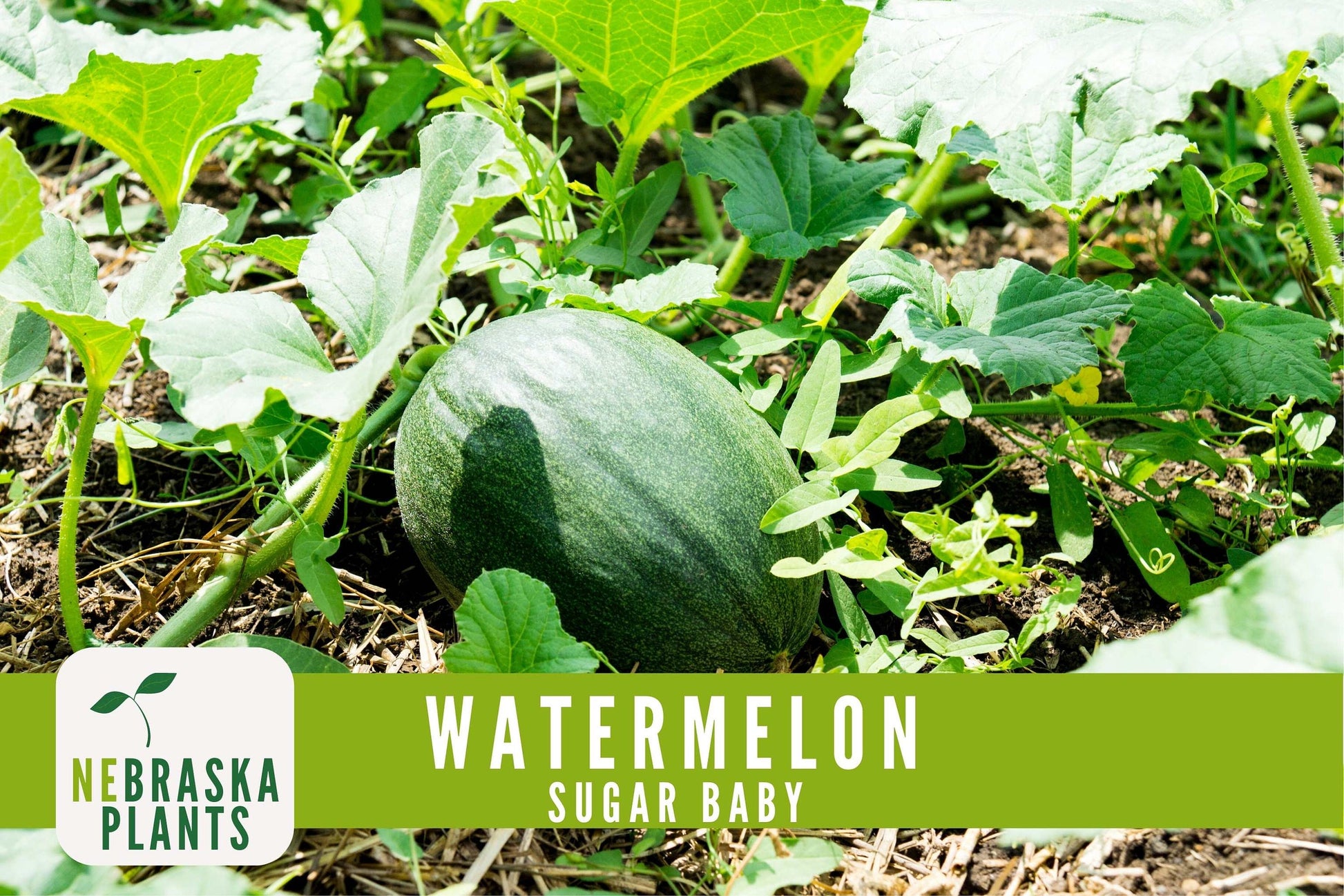 Sugar Baby Watermelon Seeds - Heirloom Watermelon Seeds - Nebraska Seeds