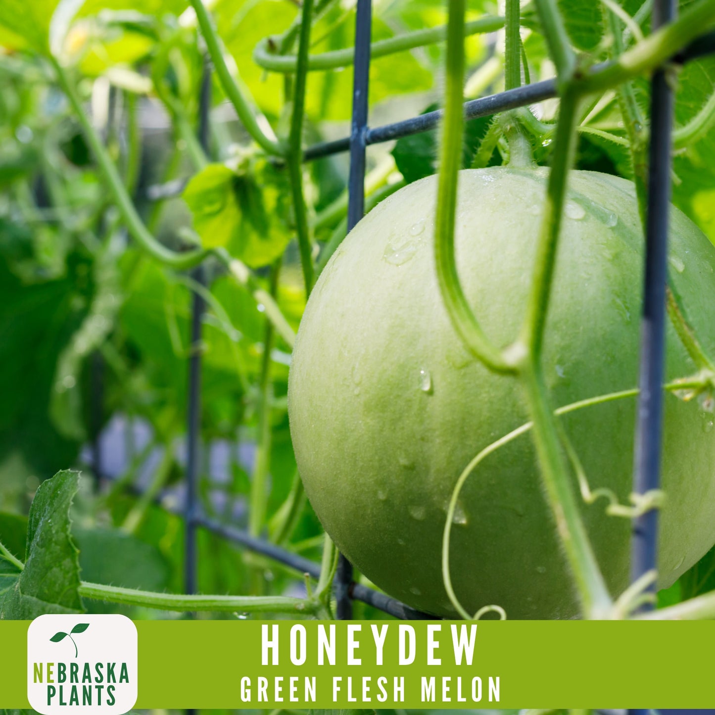 Green Honeydew Melon Seeds - Nebraska Seeds