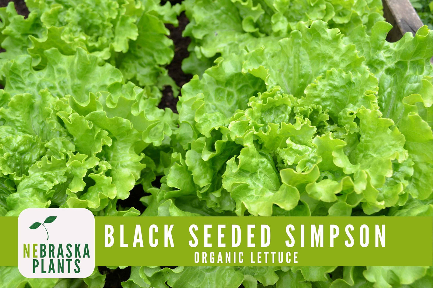 Organic Black Seeded Simpson Seeds - Nebraska Seeds