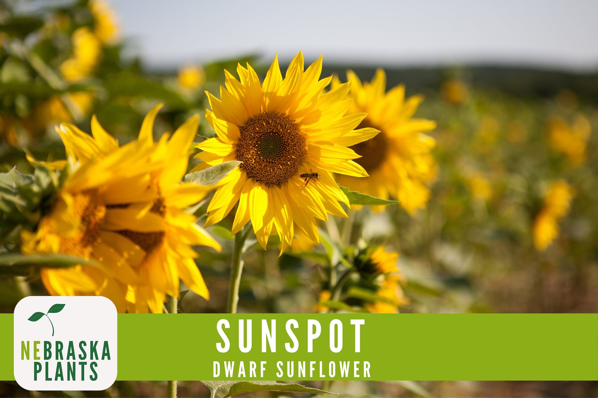 Sunflower Seeds - Sunspot Dwarf Heirloom Sunflower Garden Seeds - Nebraska Seeds