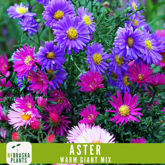 Warm Giant Aster Seeds - Vibrant Multi-Color Blooms for your Garden! - Nebraska Seeds