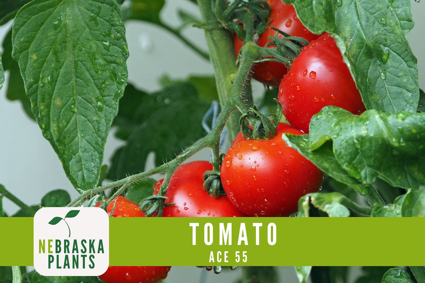 Tomato Seeds - Ace 55 Slicer Heirloom Garden Seeds - Nebraska Seeds