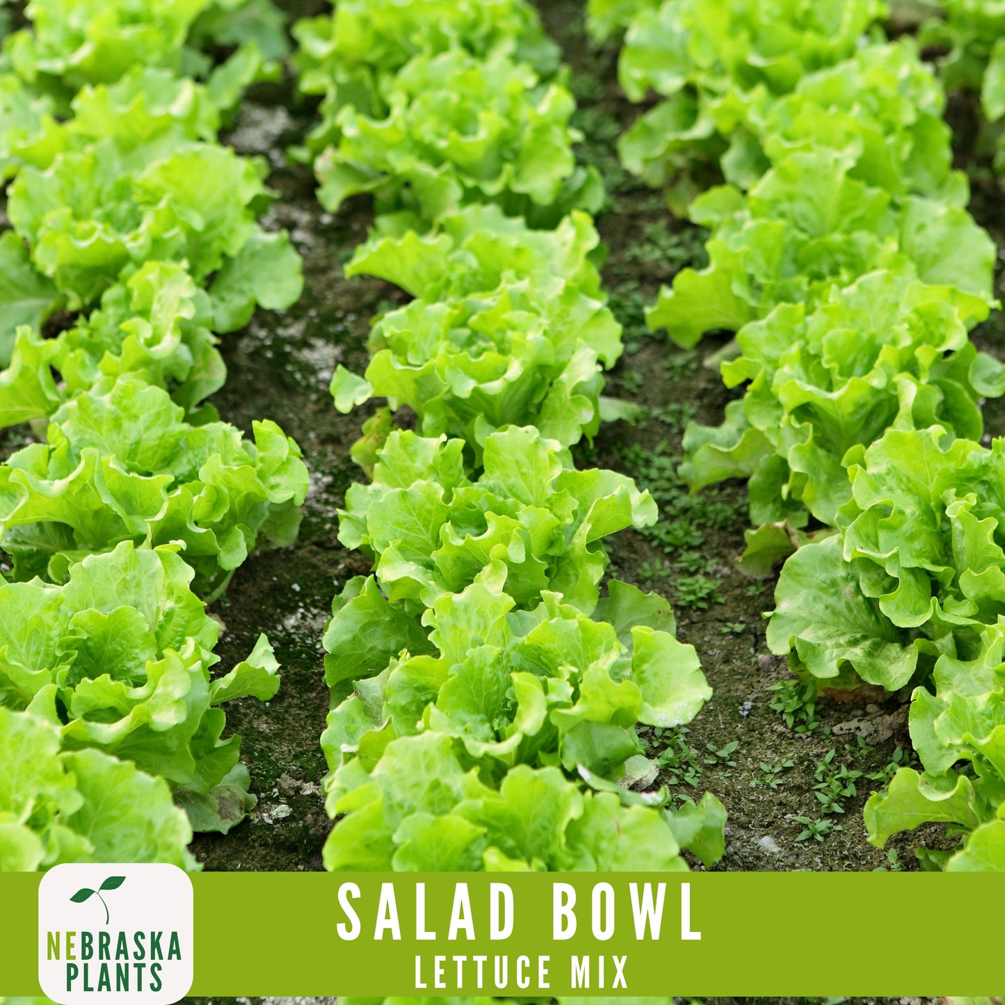 Salad Bowl Container Mix - Heirloom Lettuce Seeds - Nebraska Seeds