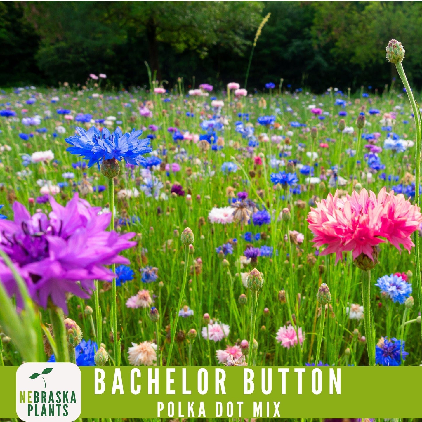 Polka Dot Bachelor Button Heirloom Seeds - Add a Burst of Color to Your Garden! - Nebraska Seeds