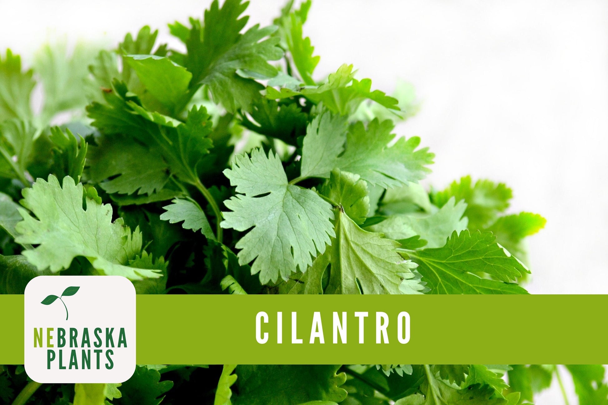 Calypso Cilantro Heirloom Seeds - Nebraska Seeds