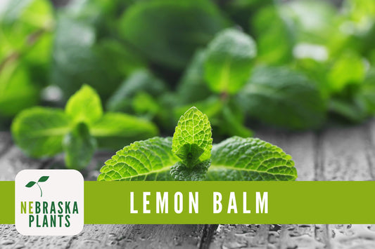 Lemon Balm Seeds - Nebraska Seeds