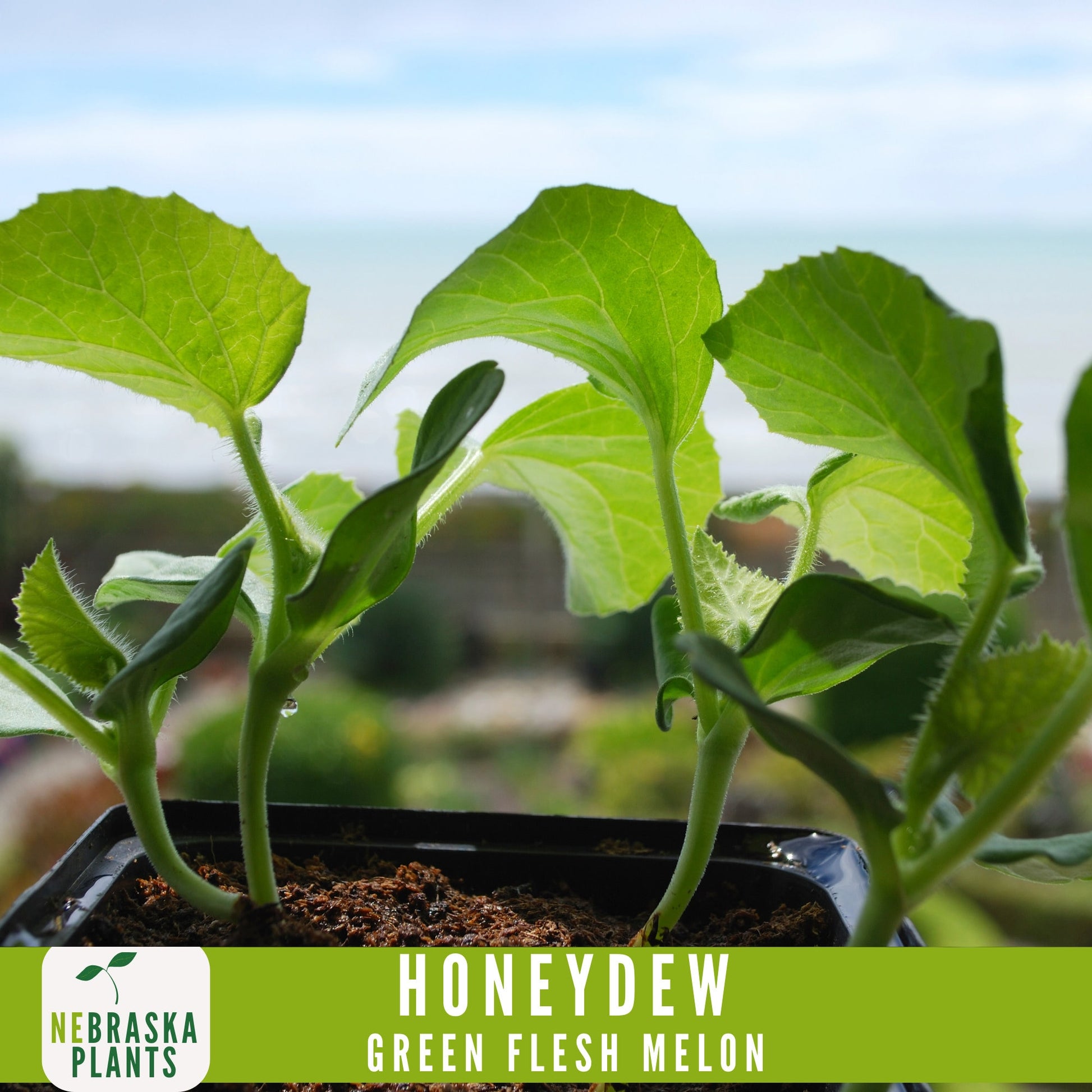 Green Honeydew Melon Seeds - Nebraska Seeds