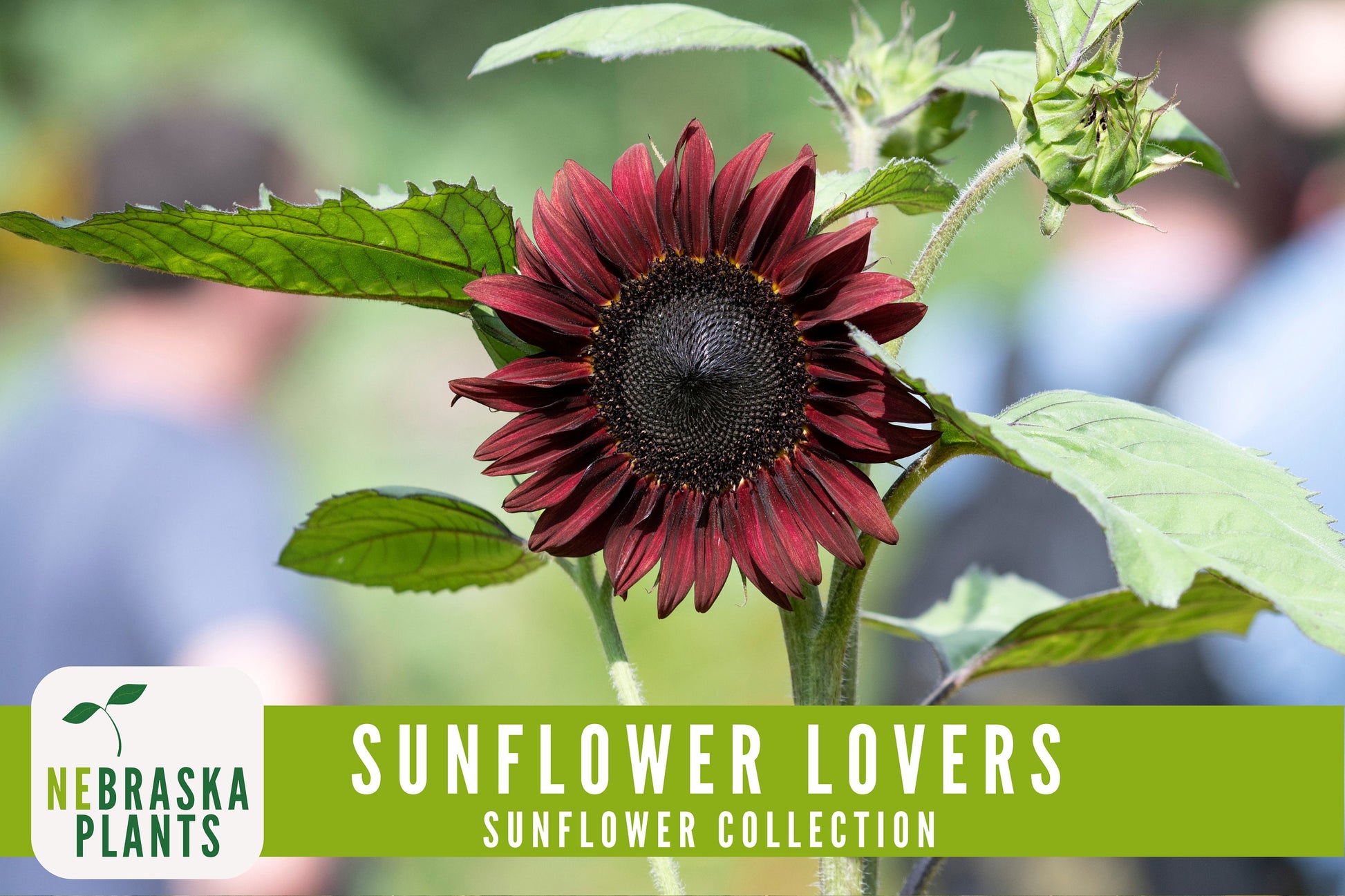 Sunflower Lovers Collection - 4 Heirloom Sunflower Seed Varieties - Nebraska Seeds