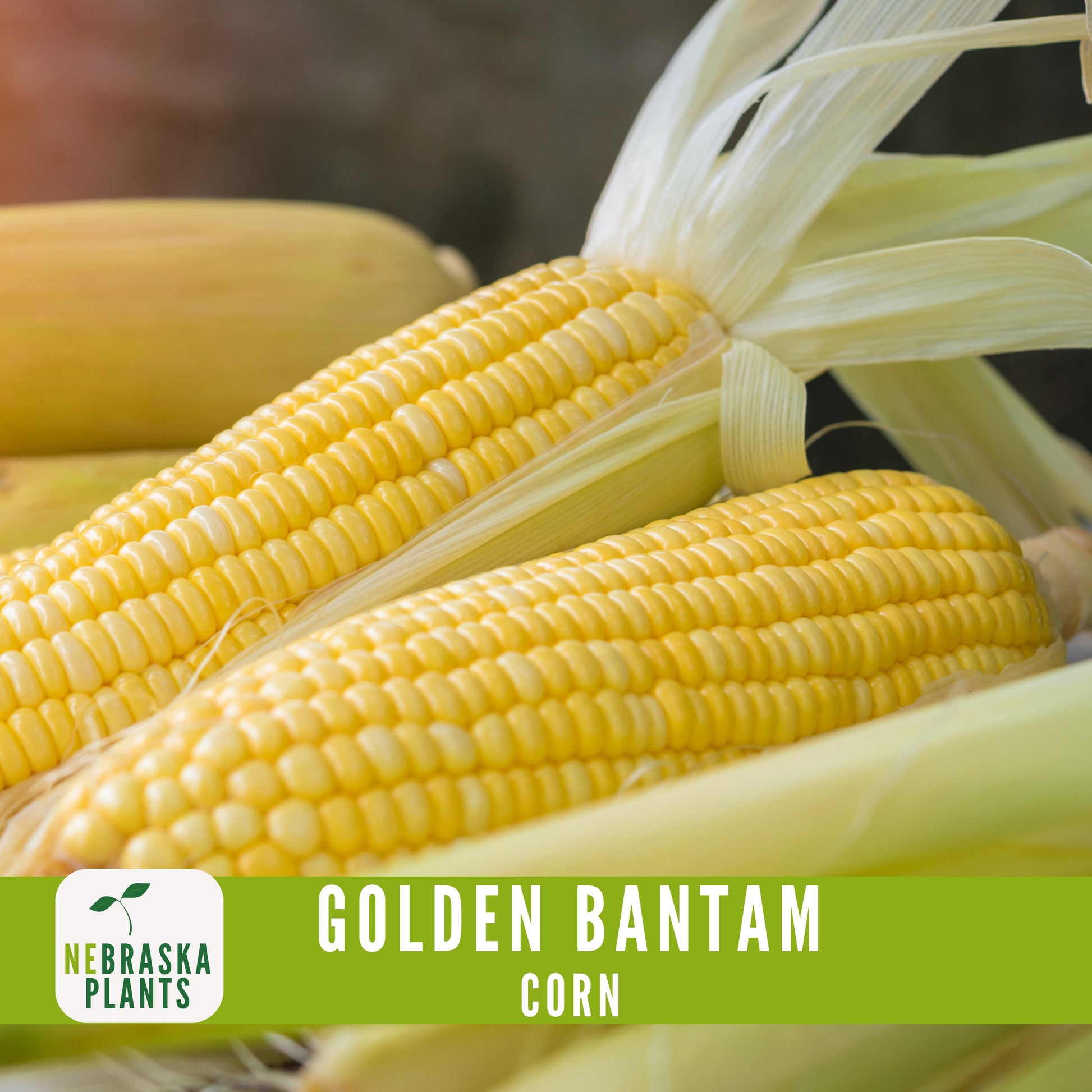 Golden Bantam Corn Seeds - Nebraska Seeds