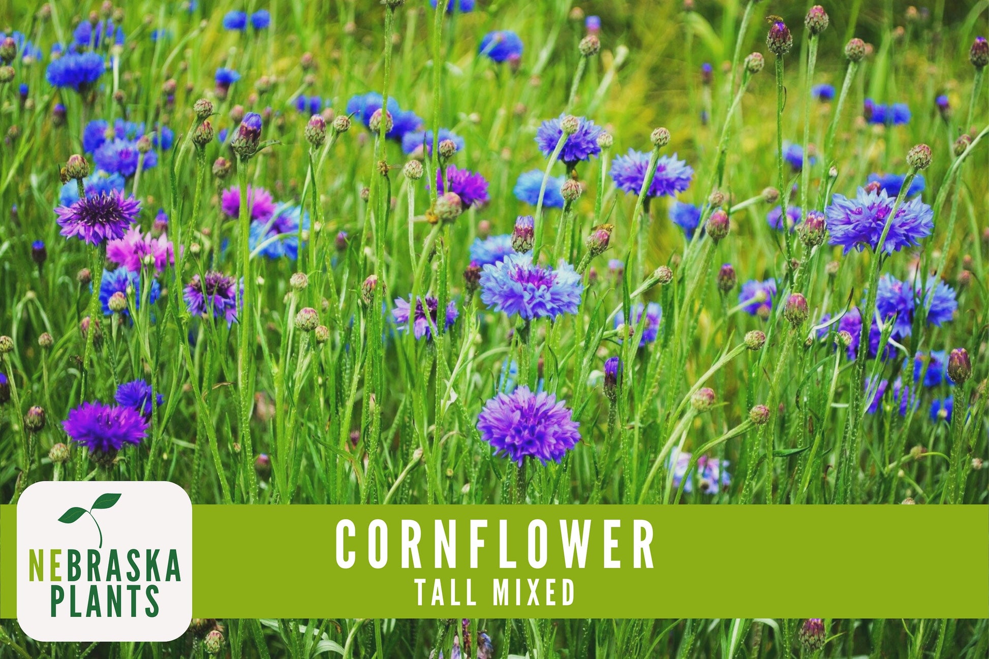 Tall Mixed Heirloom Cornflower Seeds - Nebraska Seeds