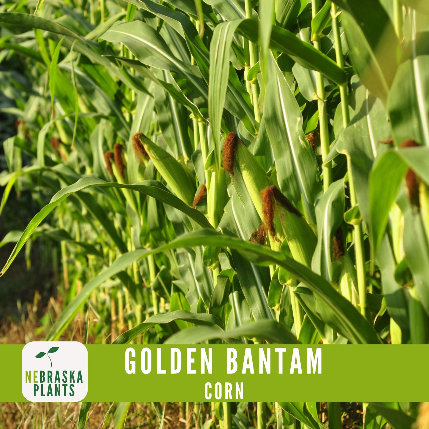 Golden Bantam Corn Seeds - Nebraska Seeds