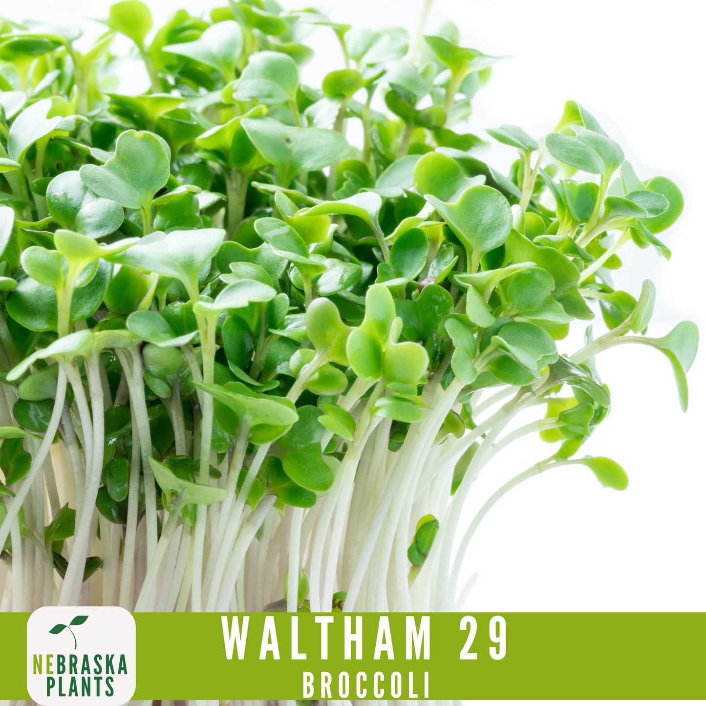 Waltham 29 Broccoli Seeds - Heirloom and Nutrient-Packed Garden Delight! - Nebraska Seeds