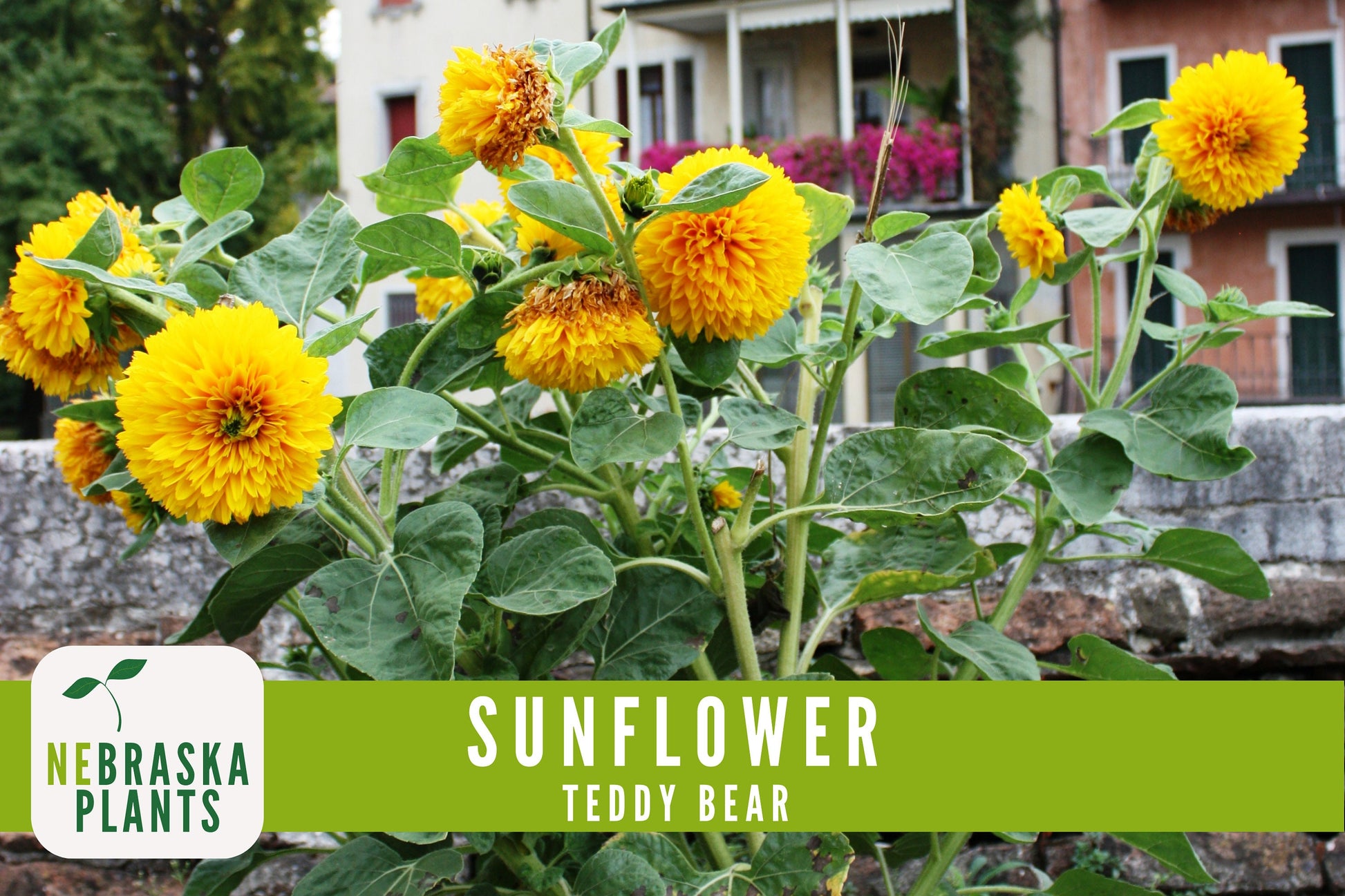 Sunflower Seeds - Teddy Bear Heirloom Sunflower Seeds - Nebraska Seeds