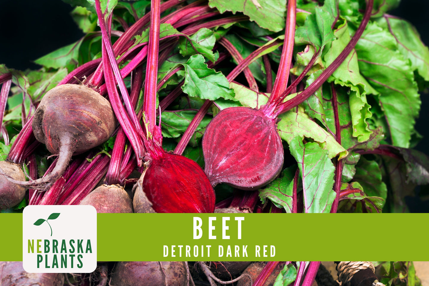 Detroit Dark Red Beet Seeds - Nebraska Seeds