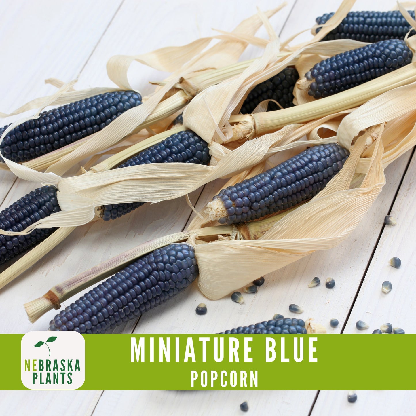 Rare Miniature Blue Popcorn Seeds - Grow Unique Heirloom Popcorn Seeds in your own Backyard! - Nebraska Seeds