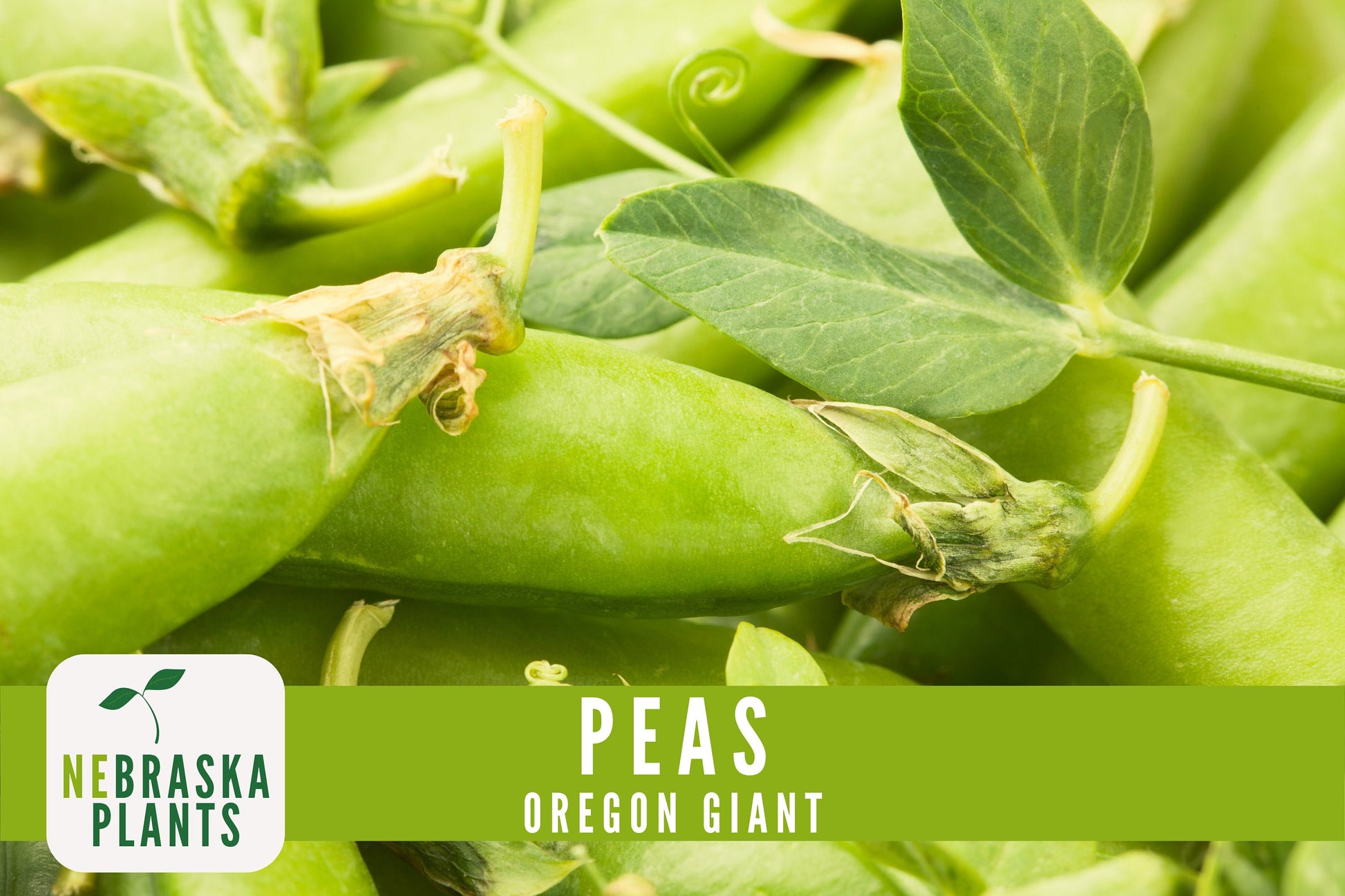 Oregon Giant Heirloom Pea Seeds - Nebraska Seeds