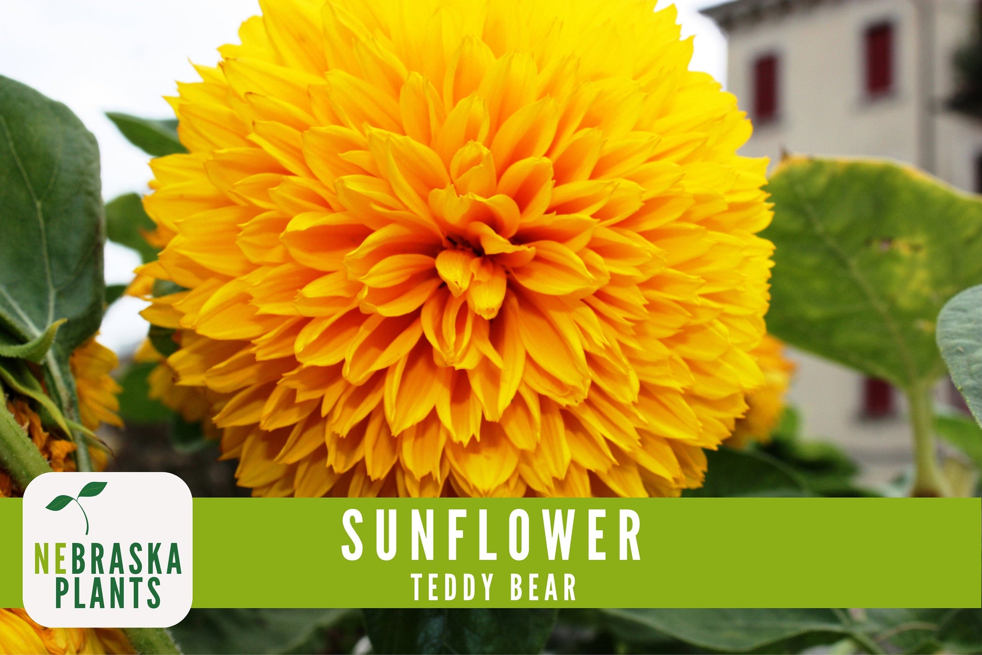 Sunflower Seeds - Teddy Bear Heirloom Sunflower Seeds - Nebraska Seeds