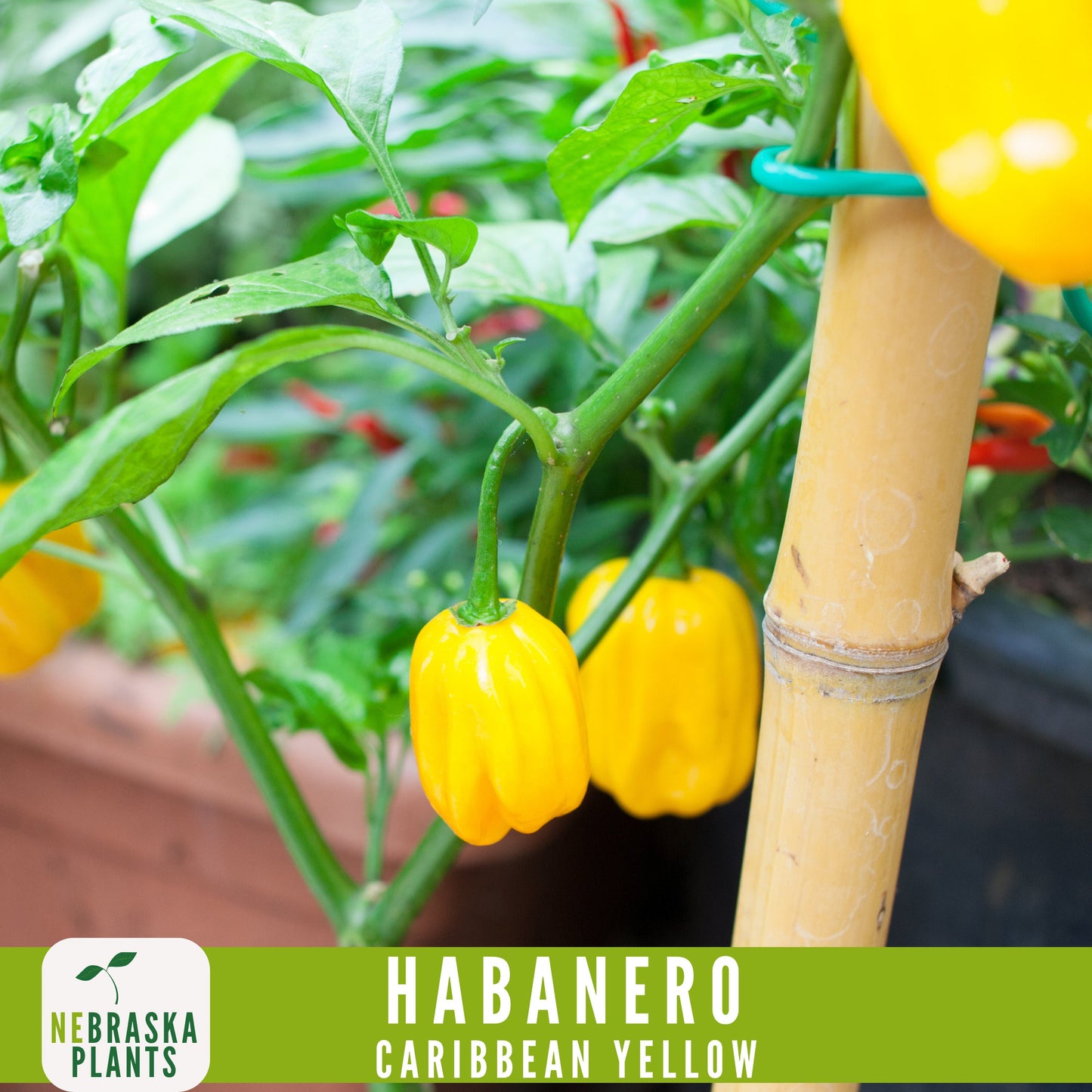 Caribbean Yellow Habanero Seeds - Nebraska Seeds