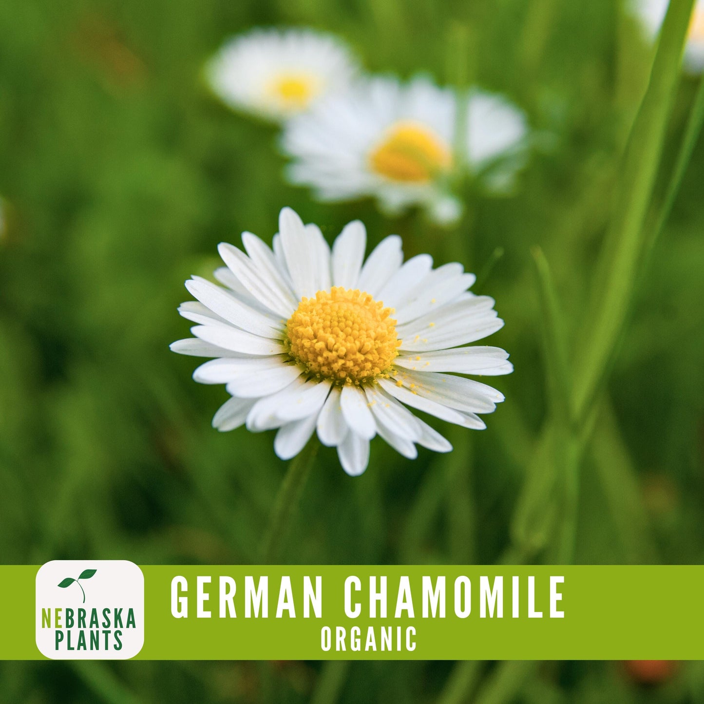 Organic German Chamomile Seeds - Nebraska Seeds