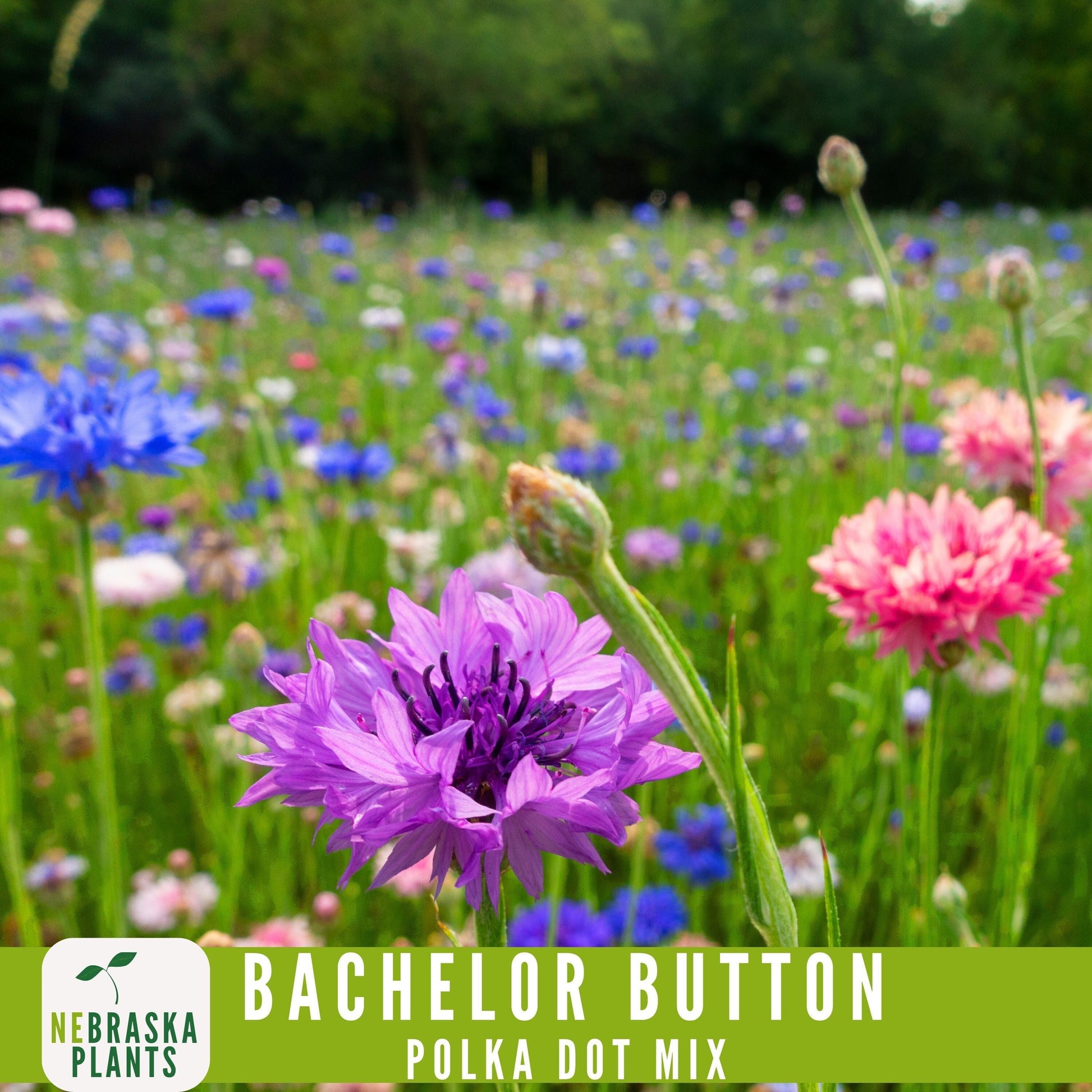 Polka Dot Bachelor Button Heirloom Seeds - Add a Burst of Color to Your Garden! - Nebraska Seeds