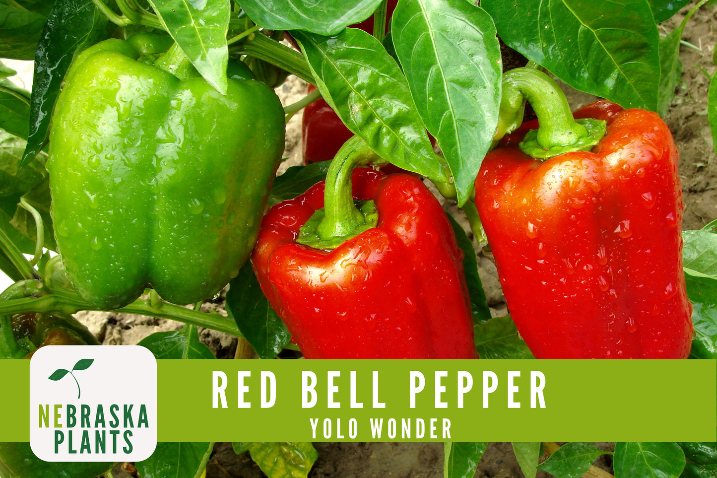 Red Bell Pepper Seeds - Yolo Wonder Heirloom Red Pepper Seeds - Nebraska Seeds