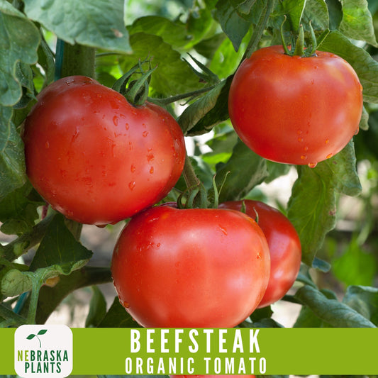 Organic Beefsteak Tomato Seeds - Nebraska Seeds