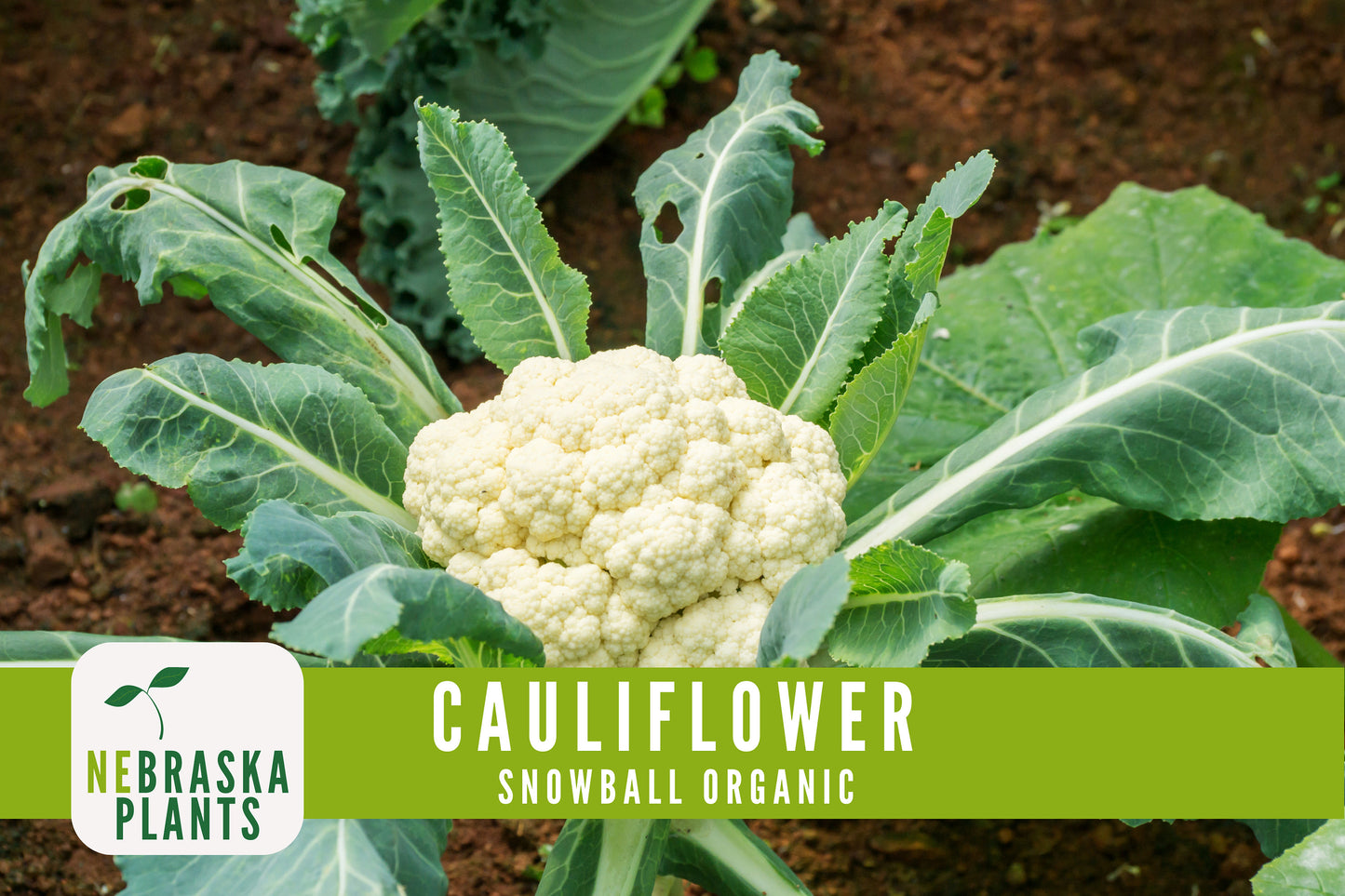 Organic Snowball Cauliflower Seeds - Nebraska Seeds