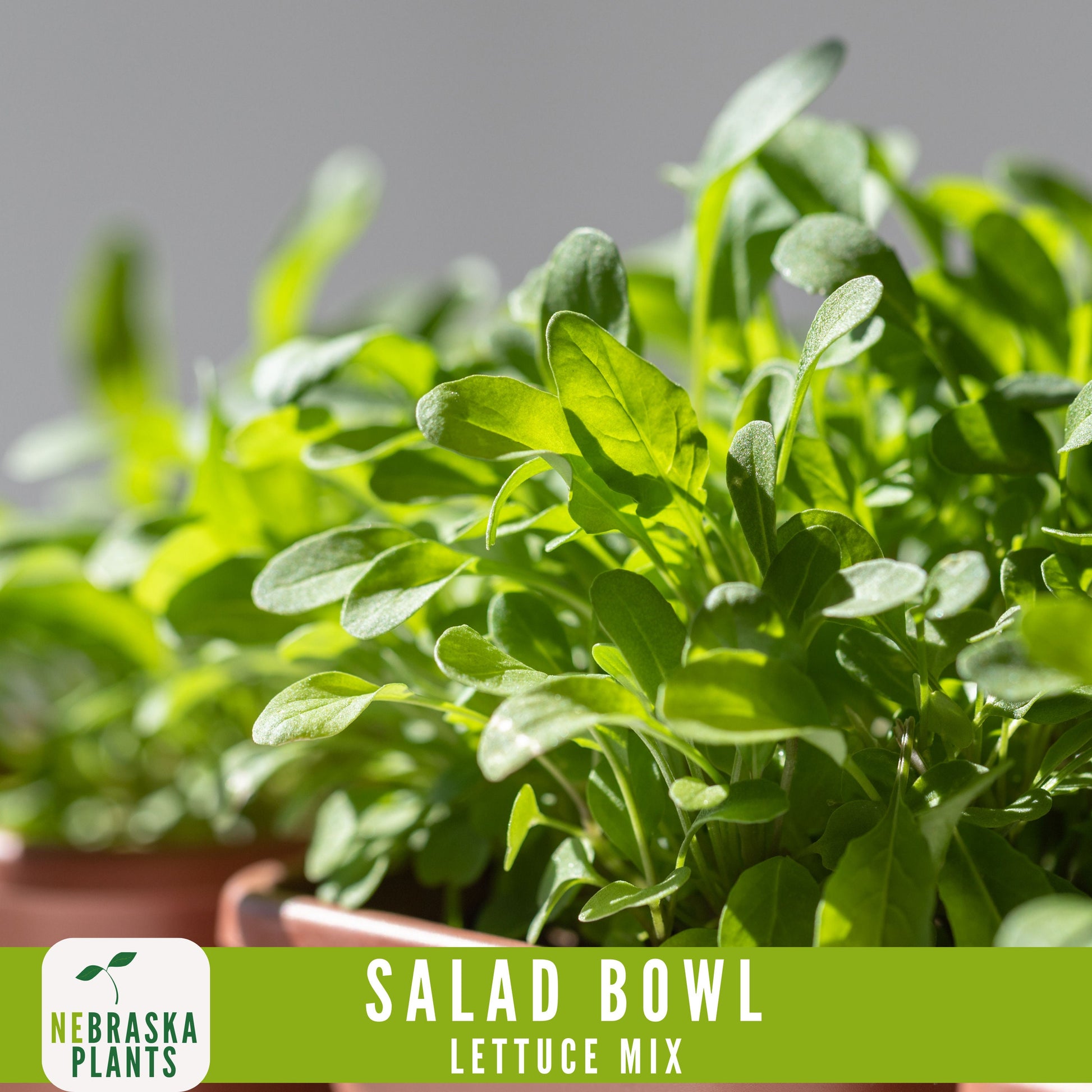 Salad Bowl Container Mix - Heirloom Lettuce Seeds - Nebraska Seeds