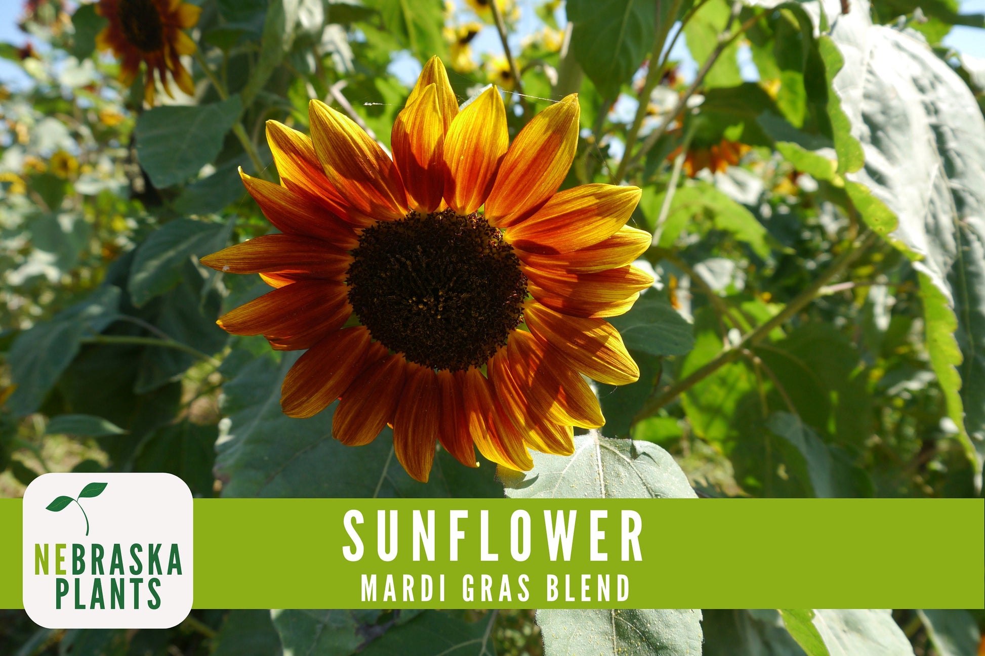 Mardi Gras Sunflower Seeds - Nebraska Seeds