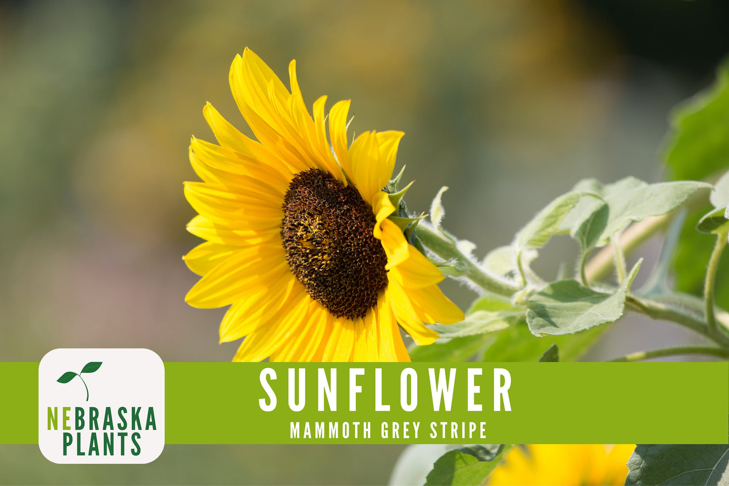 Sunflower Seeds - Mammoth Grey Striped Heirloom Sunflower Seeds - Nebraska Seeds