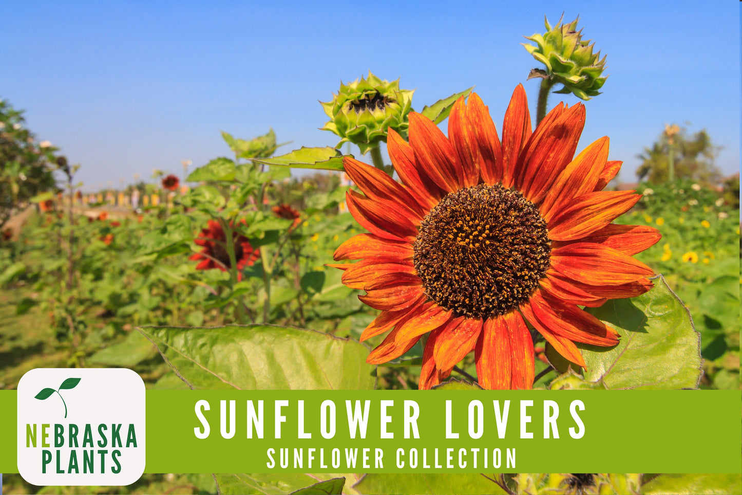 Sunflower Lovers Collection - 4 Heirloom Sunflower Seed Varieties - Nebraska Seeds