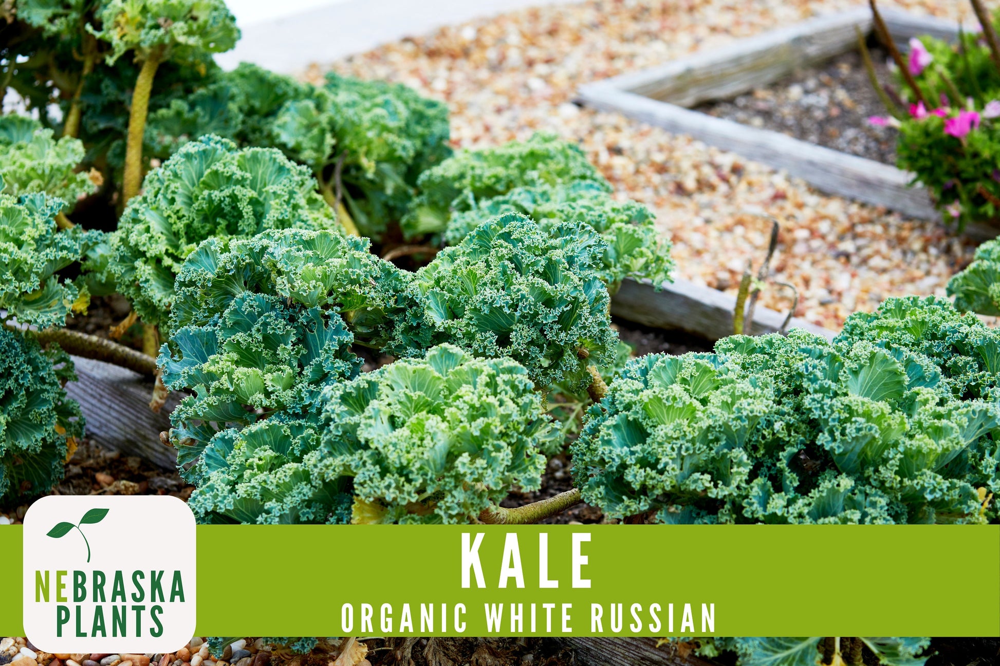 Organic White Russian Kale Seeds - Nebraska Seeds