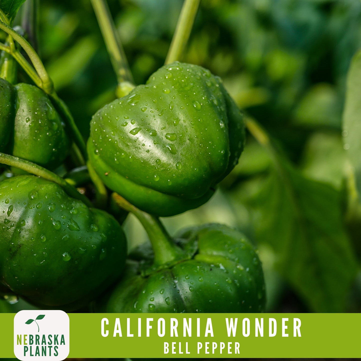 California Wonder Heirloom Bell Pepper Seeds - Nebraska Seeds