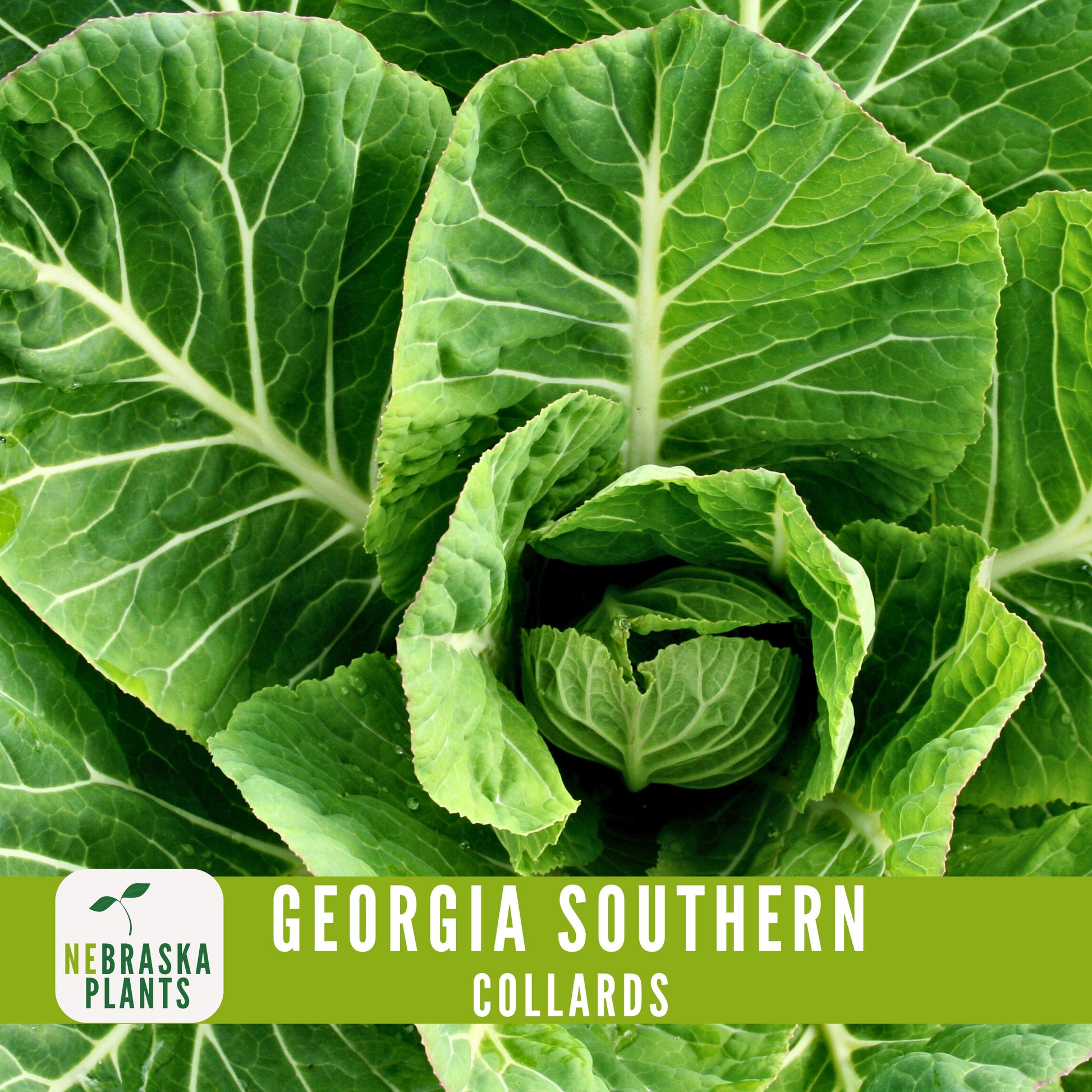 Georgia Southern Collard Seeds - Nebraska Seeds