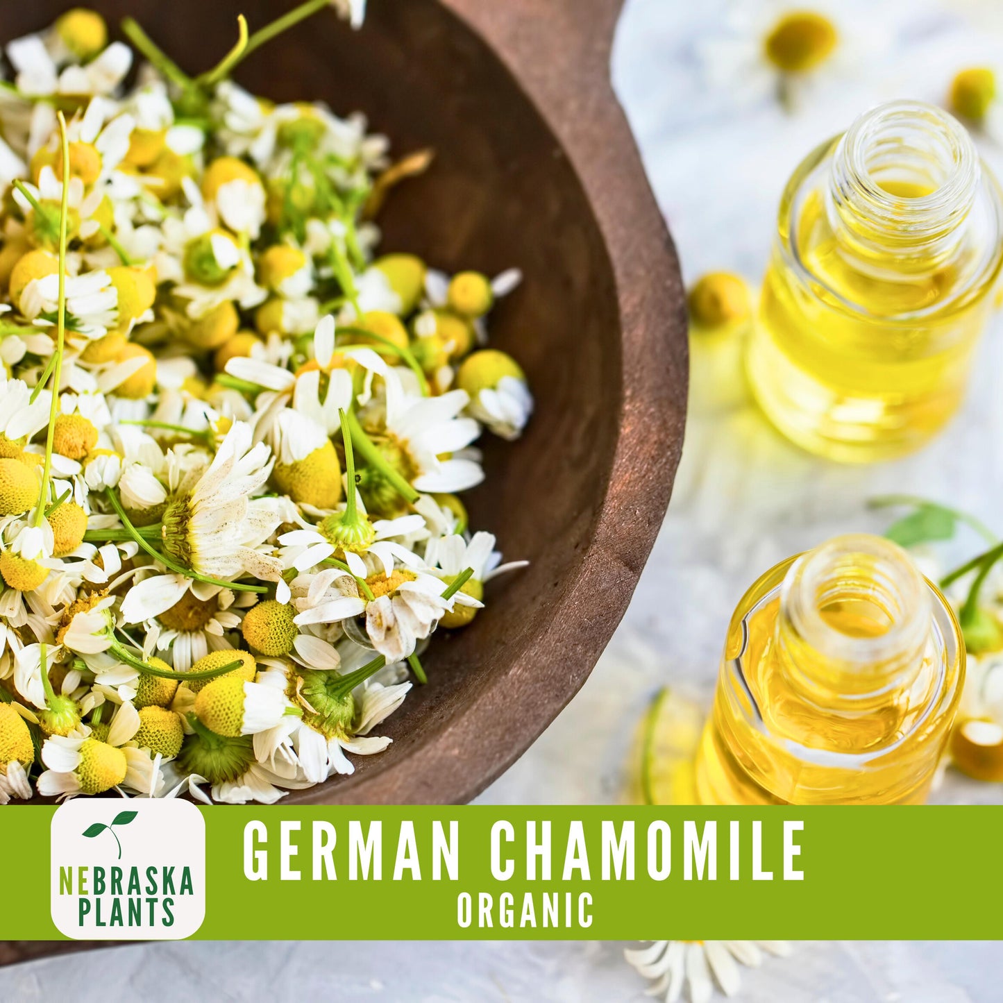 Organic German Chamomile Seeds - Nebraska Seeds