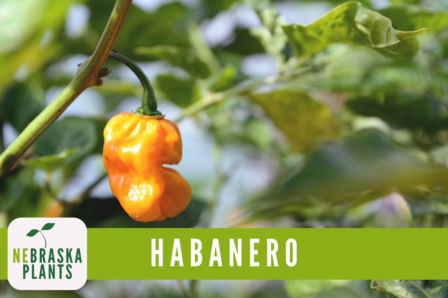 Orange Habanero Heirloom Seeds - Nebraska Seeds