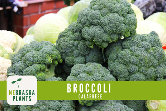 Calabrese Broccoli Seeds - Nebraska Seeds