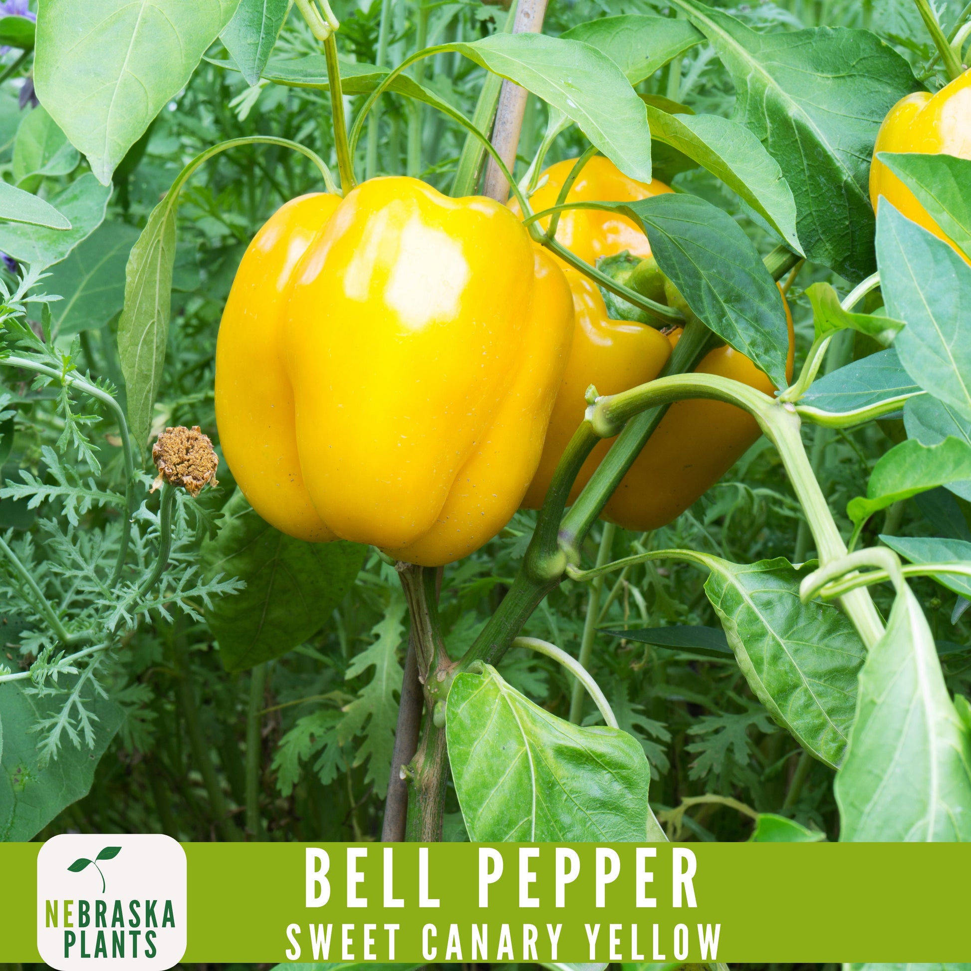 Sweet Canary Yellow Bell Pepper Seeds - Grow Your Own Delicious Heirloom Peppers - Nebraska Seeds